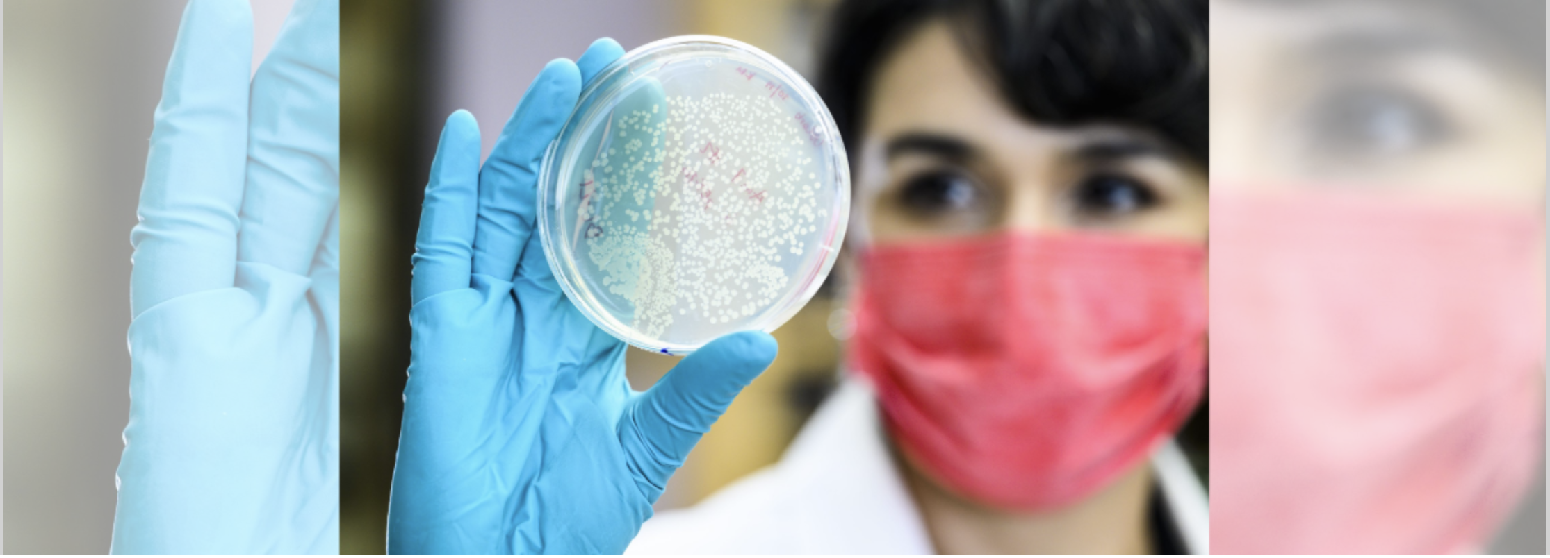 A scientist looks at a petri dish